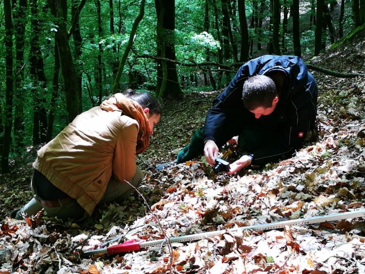 Das Bild zeigt zwei Umweltpraktikanten/Umweltpraktikantinnen beim Einsatz im Wald.