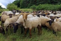 Kulinarische Aktionswochen im Biosphärenreservat Pfälzerwald