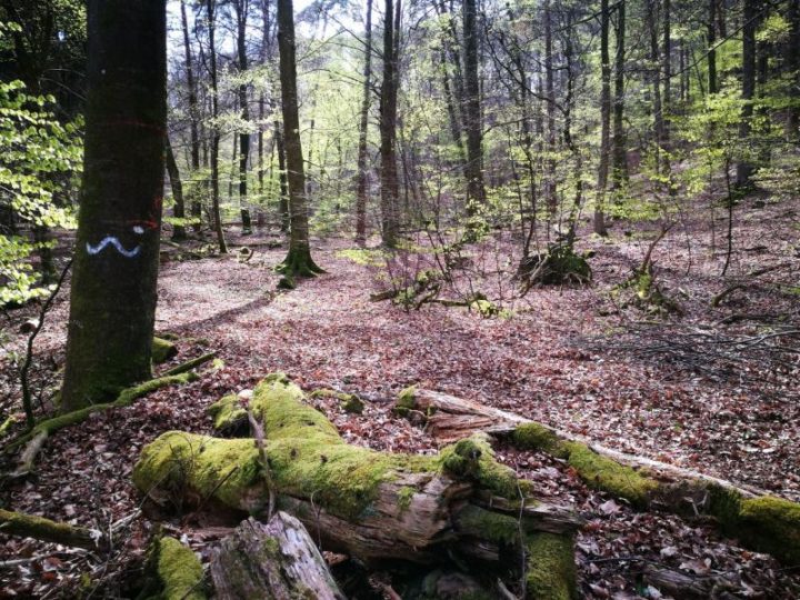 Das Bild zeigt eine Altholzinsel bei Nothweiler.