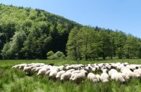 Naturschutz durch Beweidung