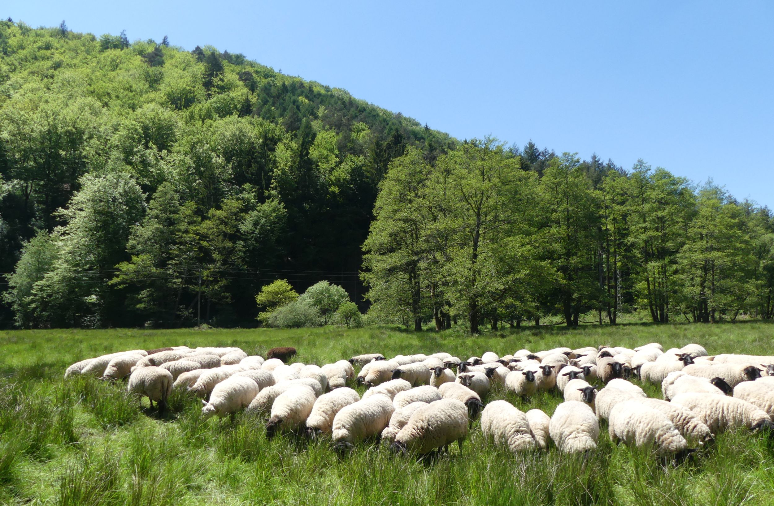 Das Bild zeigt Schafe auf einer Weide.