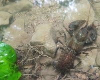 Gefährdete Tierarten: Exkursionen zu Fledermäusen und Flusskrebsen