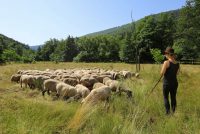 Das ABC des chance.natur-Projekts „Neue Hirtenwege im Pfälzerwald“ – Teil 4