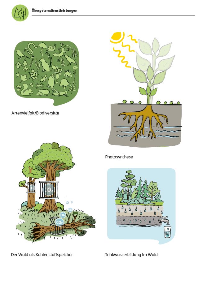 Ein Blatt aus den Arbeitsblättern zu den Ökosystemdienstleistungen
