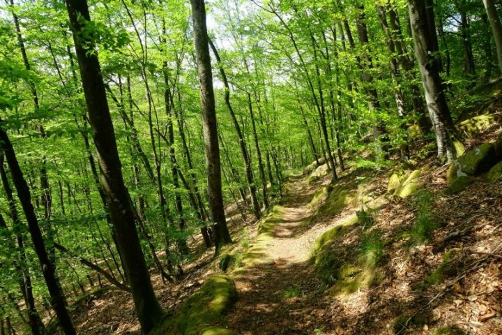 Das Bild zeigt einen Weg, der durch einen lichtdurchfluteten Laubwald führt