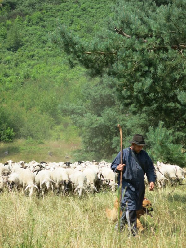 Das Bild zeigt einen Schäfer mit seiner Schafherde im Pfälzerwald.