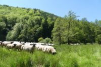 Osterzeit ist Lammzeit: Kulinarische Aktionswochen im Biosphärenreservat Pfälzerwald