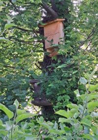 Garten-Workshop in Erfweiler und Fledermaus-Beobachtung in Wilgartswiesen