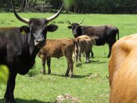 Gerichte vom Weiderindfleisch – regional und köstlich