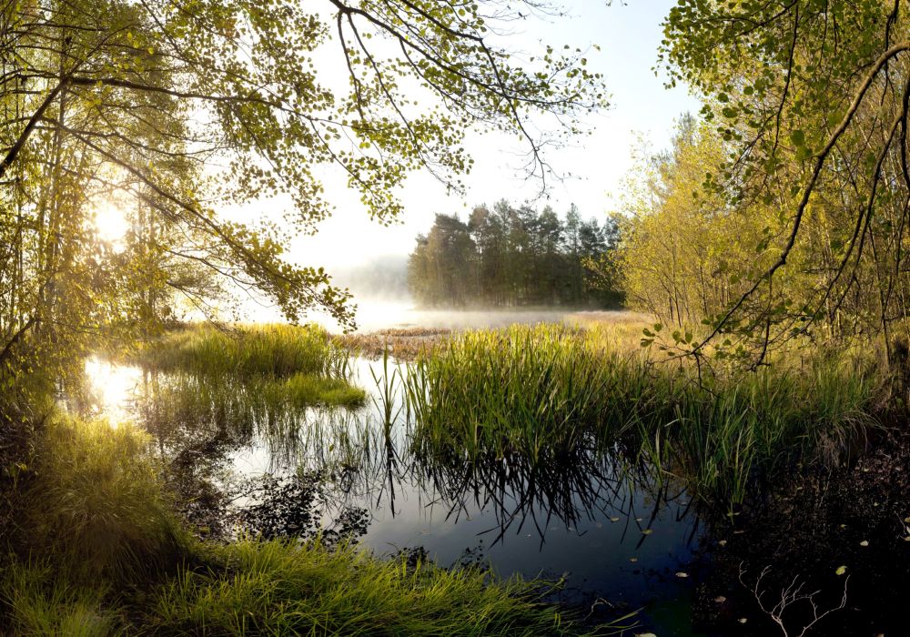 Ein Weiher im Abendlicht, der teilweise mit Wasservegetation bedeckt ist. Es ragen verschiedene Sträucher und Bäume in den Bildvordergrund.