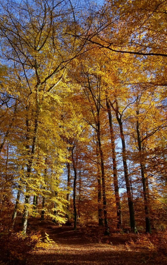 Das Bild zeigt einen Weg im Pfälzerwald, der von Bäumen gesäumt ist. Die Bäume tragen bunt gefärbtes Herbstlaub.