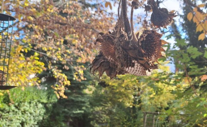 Das Bild zeigt Vogelfutterstellen, die an einem Baum hängen, und im Hintergrund einen herbstlichen Garten