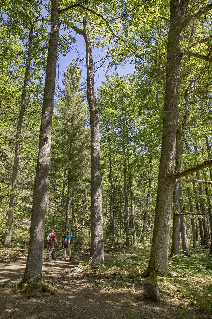 Das Bild zeigt einen lichtdurchflutenden Laubwald, durch den ein Wewg führt. Auf dem Weg laufen Wander*innen.