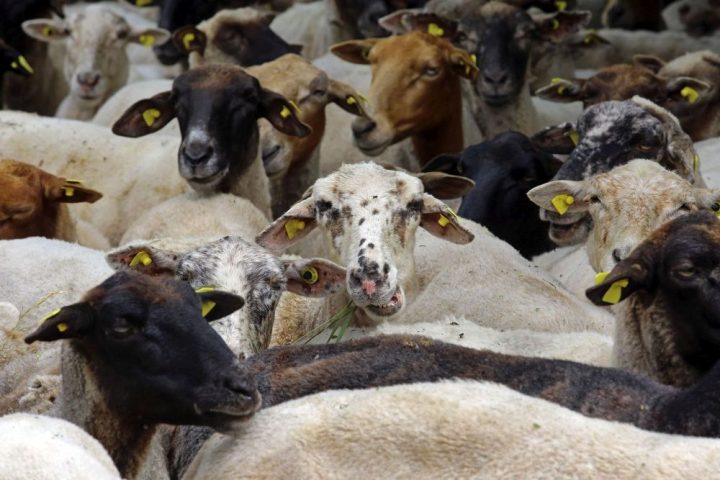 Das Bild zeigt Schafe in einer Herde im Pfälzerwald