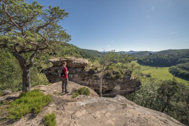 Das Foto zeigt eine Landschaft im südlichen Pfälzerwald, mit einem felsen und einem Ausblick auf Wiesen und Wald. Auf dem Felsen steht ein Wanderer, der den Ausblick genießt.