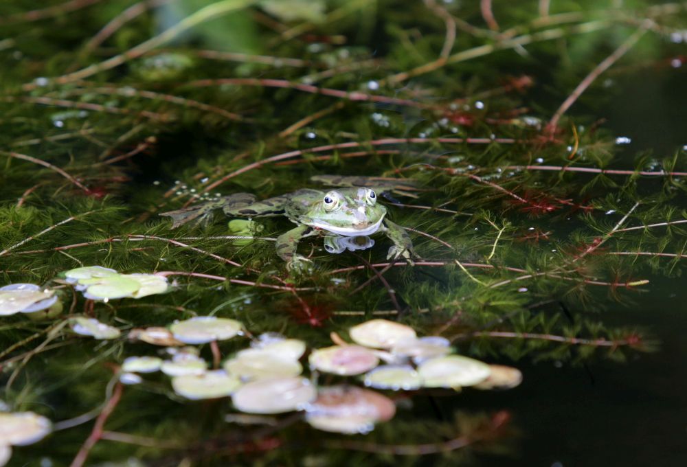 Das Bild zeigt einen Gartenteich mit einem Frosch