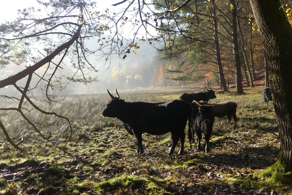 Das Bild zeigt mehrere Rinder in einer halboffenen Landschaft mit Bäumen und Weidefläche