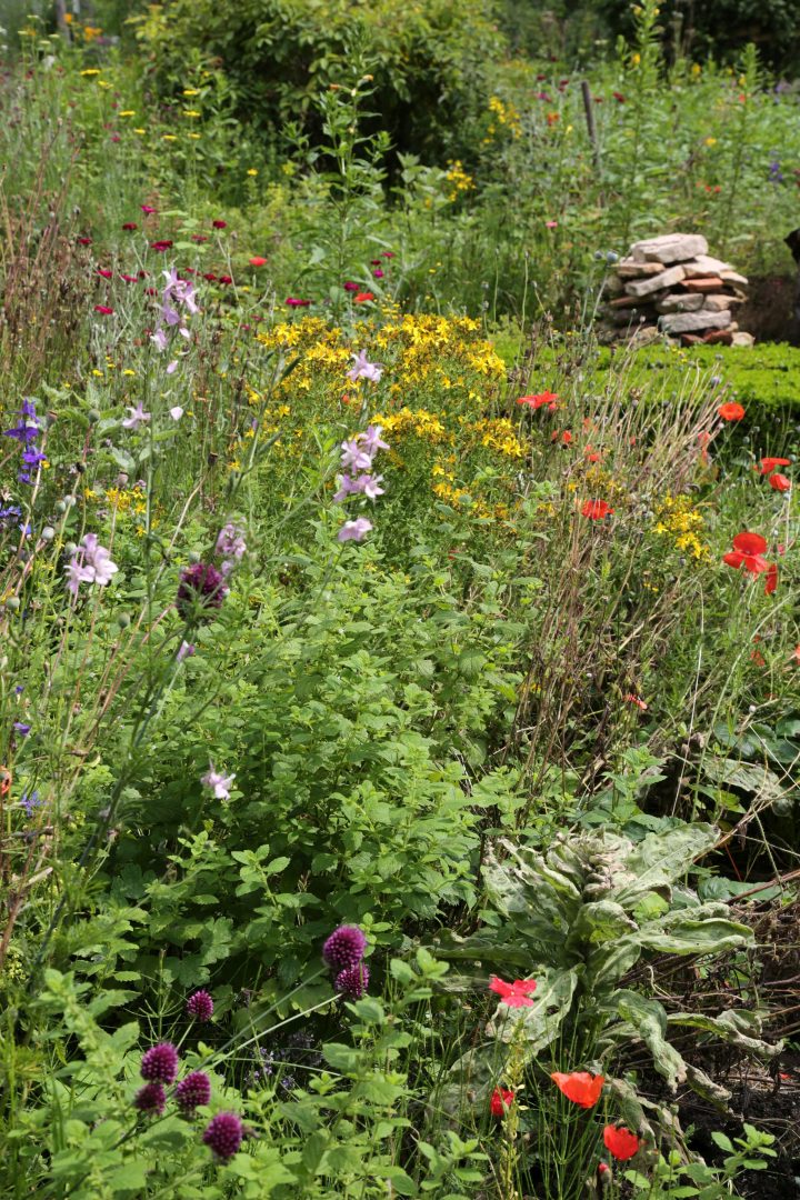 Das Bild zeigt einen Teil eines naturnahen Gartens mit vielen blühenden Pflanzen