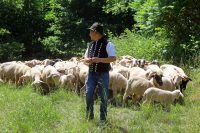 Osterzeit ist Lammzeit: Kulinarische Aktionswochen im Biosphärenreservat Pfälzerwald