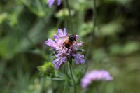 Sensenkurs, Pflanzenbörse und Garten-Workshops  Veranstaltungen im Projekt „Gärten für die Artenvielfalt – Jardiner pour la biodiversité“