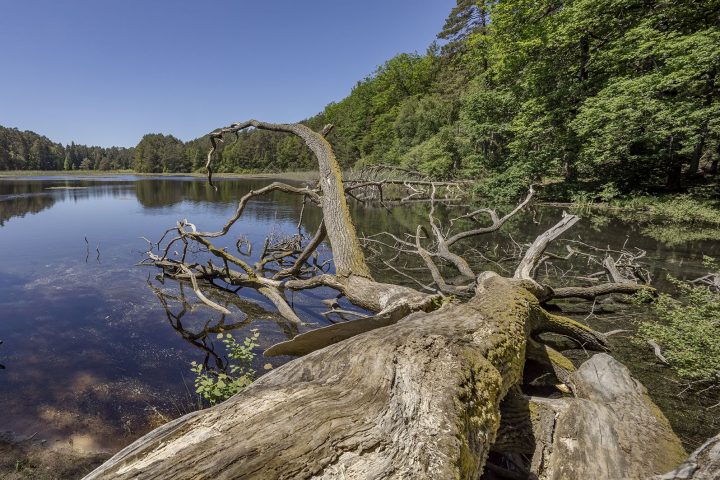 Das Bild zeigt ein Gewässer im Pfälzerwald, das von Wald umgeben ist. Im Vordergrund liegt ein toter Baum halb im Wasser, halb am Ufer.