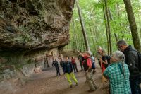 Biosphären-Guide-Touren von Mai bis Anfang Juni: Der Vielfalt der Natur im Pfälzerwald auf der Spur