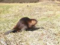 Biber kehrt zurück – Vortrag der Biosphärenakademie in Lambrecht