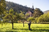 Schnittkurs für Streuobstbäume