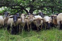 Genuss aus der Region: Kulinarische Wochen bei den Biosphären-Partnerbetrieben
