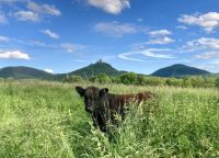 Regionale und köstliche Gerichte vom Weiderindfleisch / Kulinarische Aktionstage im Biosphärenreservat Pfälzerwald-Nordvogesen