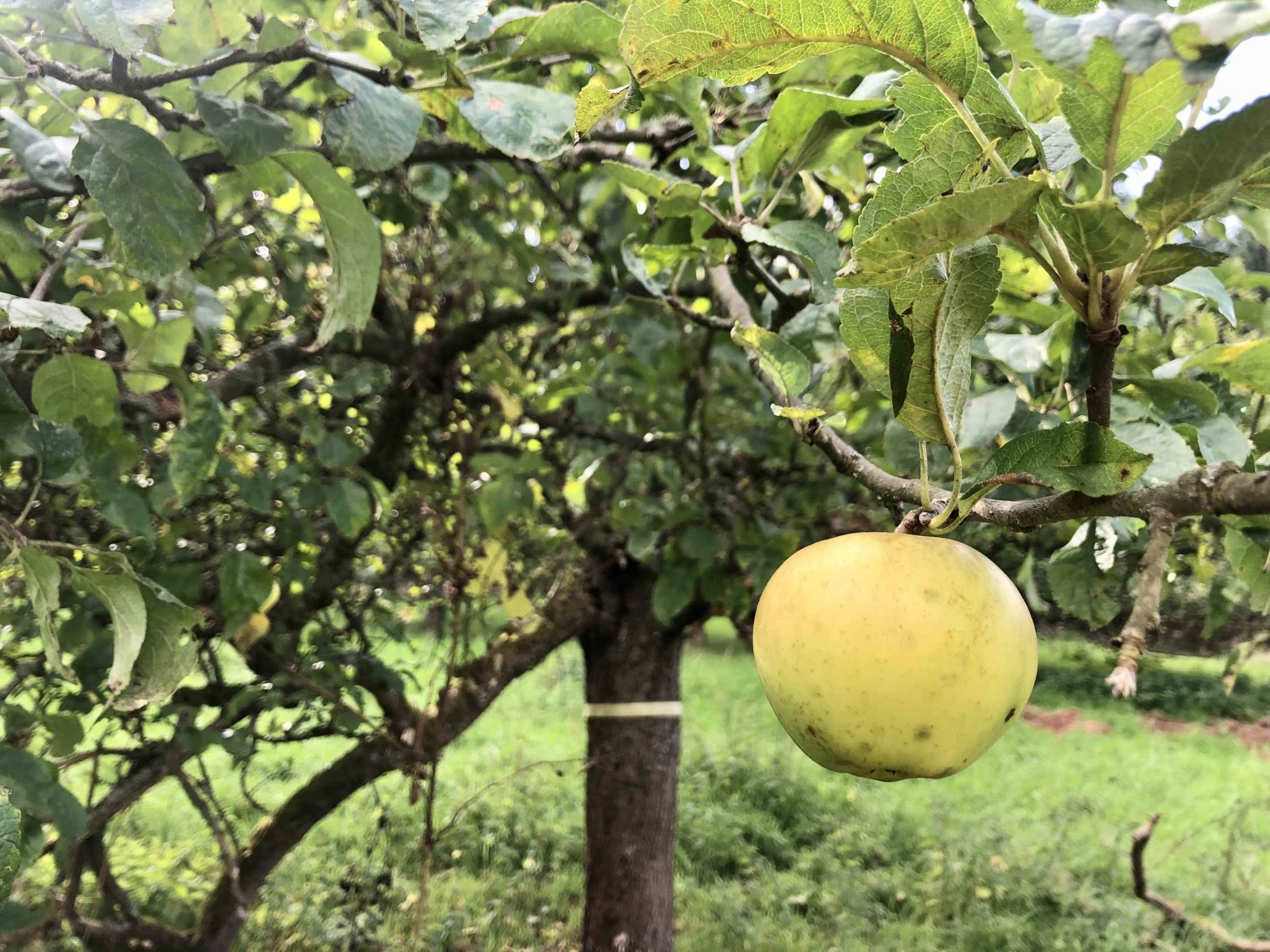 reifer Apfel