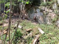 Landschaftspflege mit Ziegenböcken: Chance.natur-Projekt „Neue Hirtenwege im Pfälzerwald“ startet naturnahe Beweidungen in Leinsweiler und Lindenberg
