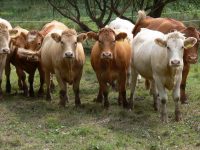 Kulinarische Glanrindertage / Alte pfälzische Hausrinderrasse im Mittelpunkt der Aktion des Biosphärenreservats Pfälzerwald-Nordvogesen