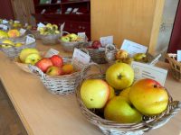 Heimische Apfelsorten erkennen