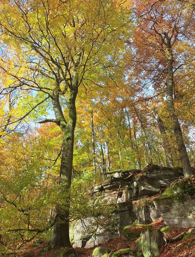 Das Bild zeigt einen Wald im Biosphärenreservat mit alten Buchen