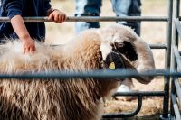 Biosphärenreservat zum Mitmachen Schafsaktionstag und „Cinéma débat“ in der Biosphärenakademie in Lambrecht