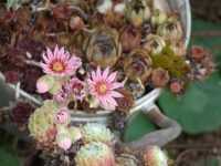 Abschluss für Biosphären-Projekt – Infos zu Artenvielfalt und Klimaresilienz bei Gartenfest in Neustadt