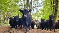 Weiderindfleisch aus der Region – Kulinarische Aktionstage im Biosphärenreservat Pfälzerwald-Nordvogesen