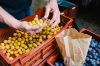Biosphären-Bauernmarkt erstmals in Herxheim bei Landau / Regionale Produkte aus dem Pfälzerwald und den Nordvogesen
