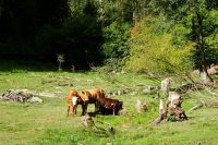 Regionales Fleisch genießen – Kulinarische Aktionstage im Biosphärenreservat