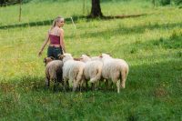 Schäferfest mit Familienprogramm – Einblick in seltenen Berufsalltag